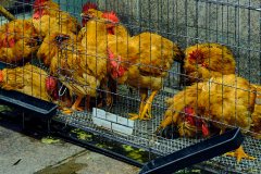 Fotó: @gabriel.nemeth.photography