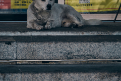 Fotó: @gabriel.nemeth.photography