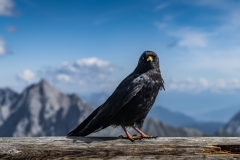 Fotó: @gabriel.nemeth.photography