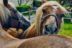 Fotó: @gabriel.nemeth.photography