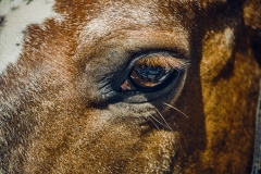 Fotó: @gabriel.nemeth.photography