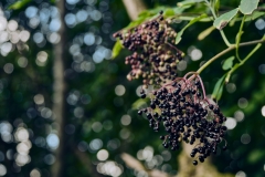 Fotó: @gabriel.nemeth.photography