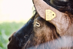 Fotó: @gabriel.nemeth.photography