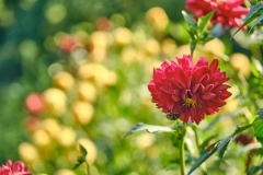 Fotó: @gabriel.nemeth.photography